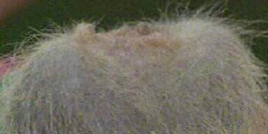 Queen Ingrid und die Känguruh-Hoden