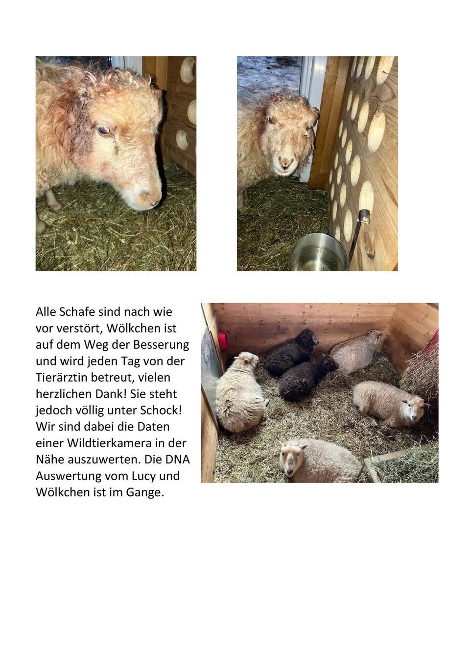 schafe ohren abgeschnitten