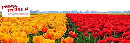 474x242-tulpenfeld_2