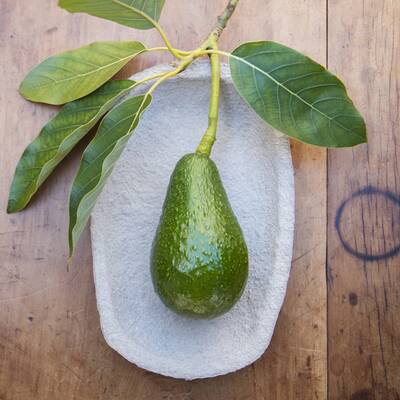 Avocado