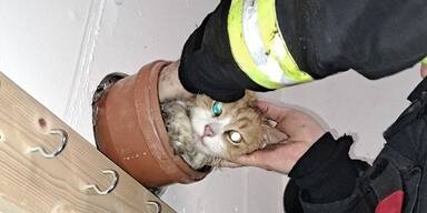Katze aus Rohr befreit