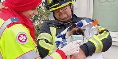 Feuer in Baden: Katzen und Menschen gerettet