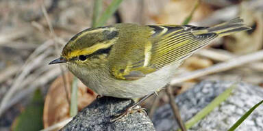 Goldhähnchen-Laubsänger (Phylloscopus proregulus)