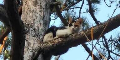 FF Lindabrunn rettete v&ouml;llig ver&auml;ngstigtes K&auml;tzchen von hohem Baum