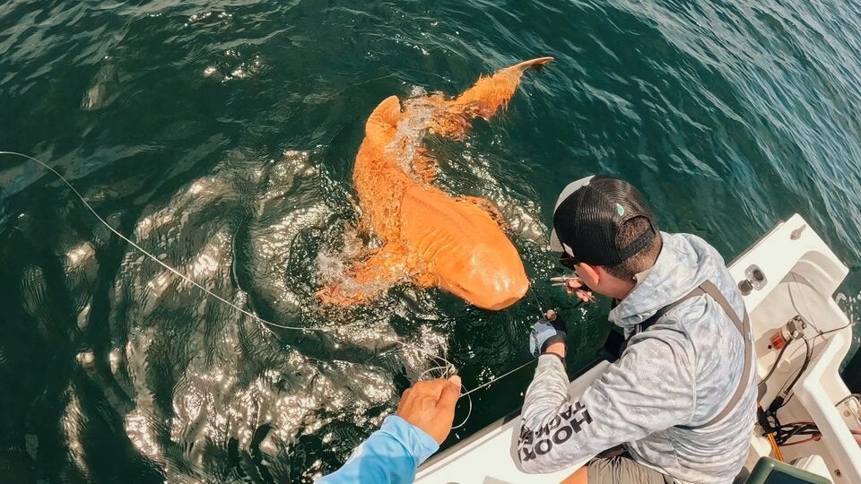 Der Gold-Hai von Costa Rica 