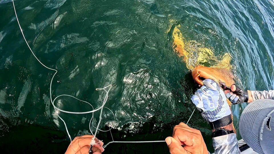 Gold-Hai sorgt für Staunen im Karibischen Meer 