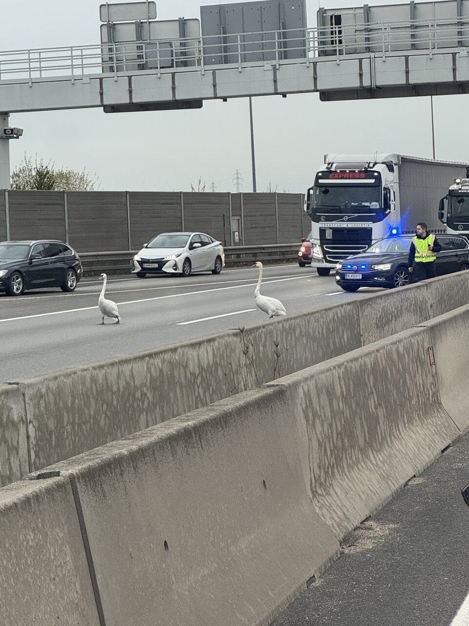 Schwäne auf S1 Polizei-Einsatz