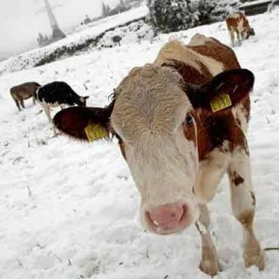 Hochwasser in Ransing bei Mariazell