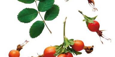 Jünger, schöner & gesünder mit Kräutern