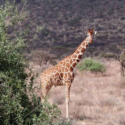 Uluru-Kata Tjuta Nationalpark im Nordterritorium/Australien