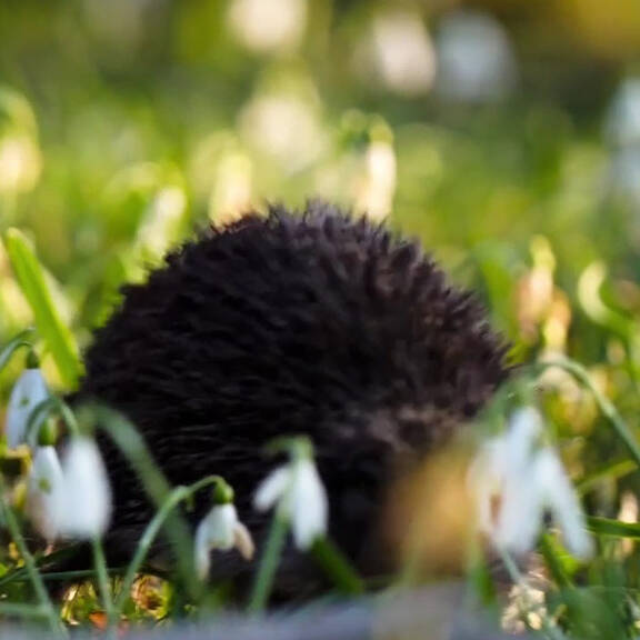 250 Igel nach Pflege wieder ausgewildert