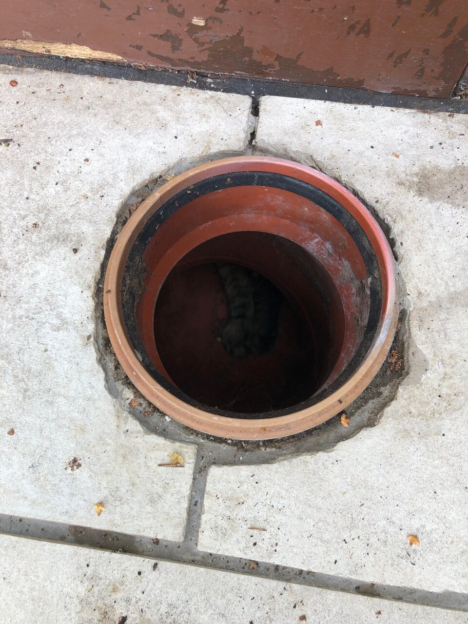 Katze in Kanalrohr Gusental