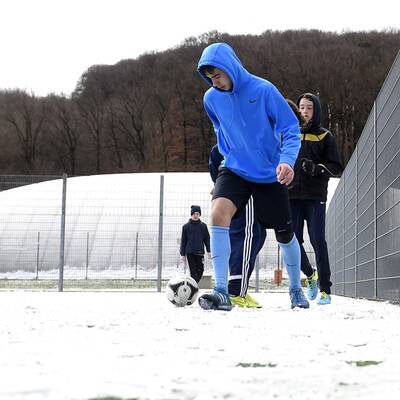 Vogelschar auf der Marswiese