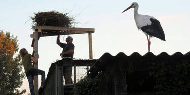 Angeschossener Storch kann wieder fliegen 
