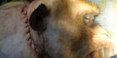 Affenkopf Transplantation