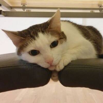 10. Platz: Nelly (7 M.), 1.891 Votes