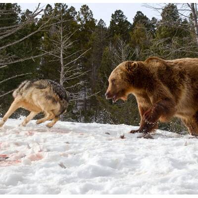 Drei Wölfe gegen einen Grizzly