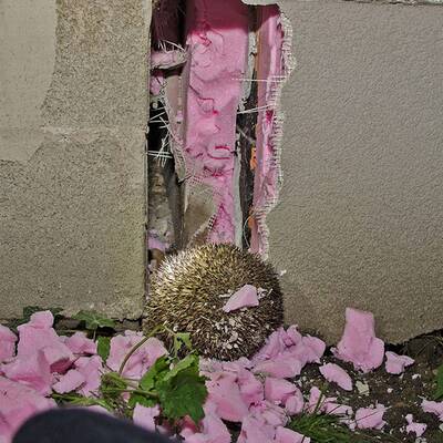 Dieser Igel steckte im Mauerspalt fest