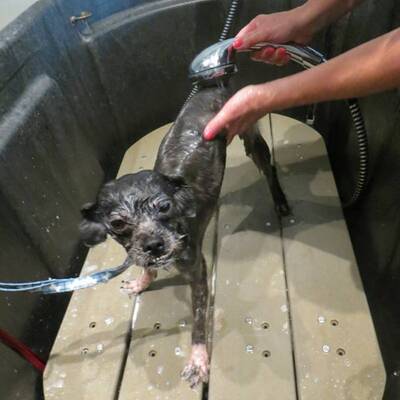 Tierschützer retten verwahrlosten Streuner