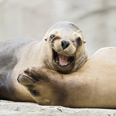 Spiel und Spaß im Tiergarten