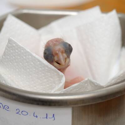 Tierschmuggelring zerschlagen