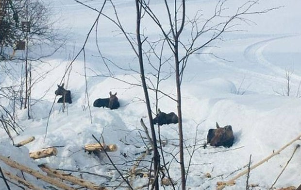 'Social Distancing': oe24 sucht die lustigsten Tierfotos