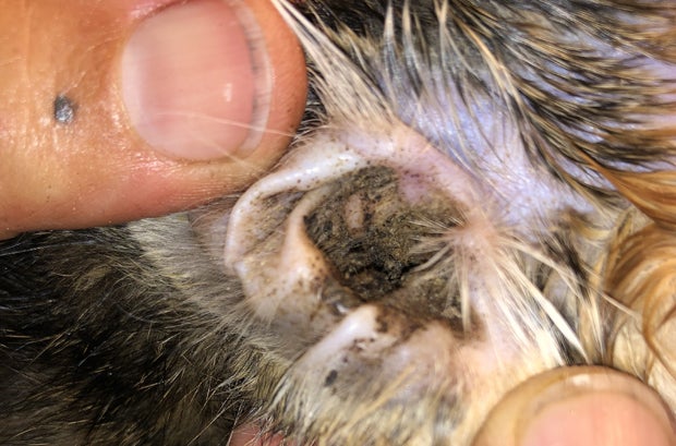 Fünf Katzenbabys am Waldrand ausgesetzt