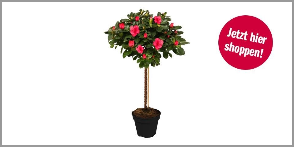 Japanische Azalee – 37,97 Euro bei Amazon*