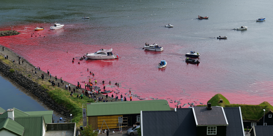 Delfinjagd Färöer