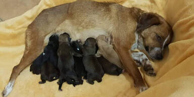 Ausgesetzter Hund Guntramsdorf Tierpension Schandl