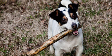&Auml;rzte warnen vor St&ouml;ckchenwerfen f&uuml;r Hunde