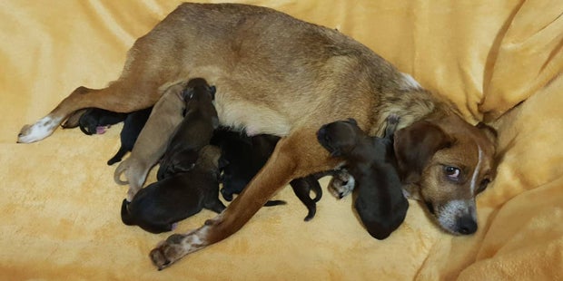 Ausgesetzter Hund Guntramsdorf Tierpension Schandl