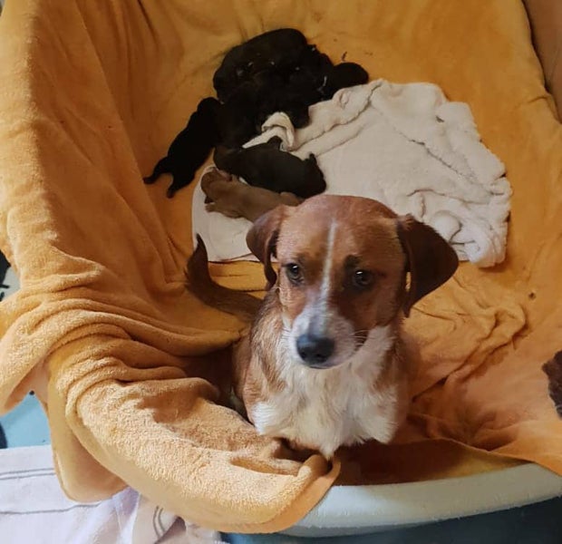 Ausgesetzter Hund Guntramsdorf Tierpension Schandl