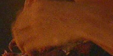 Dschungel-Prüfung: Nur ein Stern für Nico