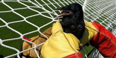 Rabe in Fussballnetz Himberg