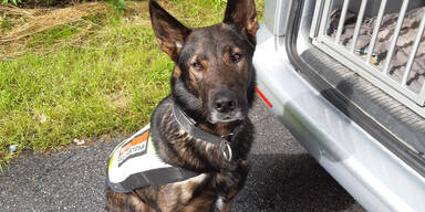 Drogenhund "Crack" erschn&uuml;ffelt 2.000 Ecstasy Tabletten