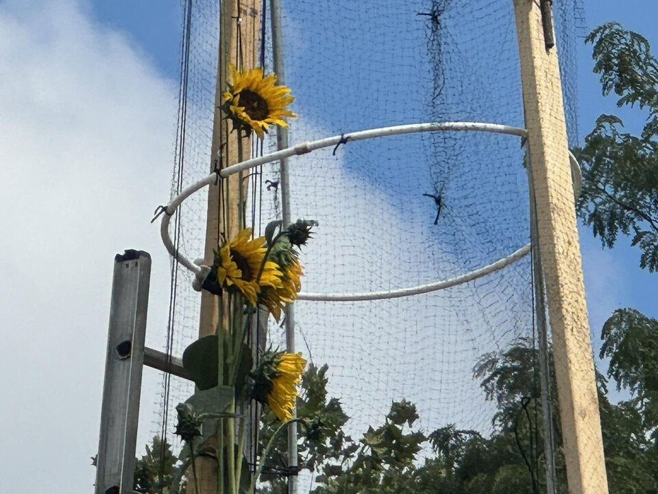 Sein Sohn gab der der Pflanze den Namen „Clover“. 