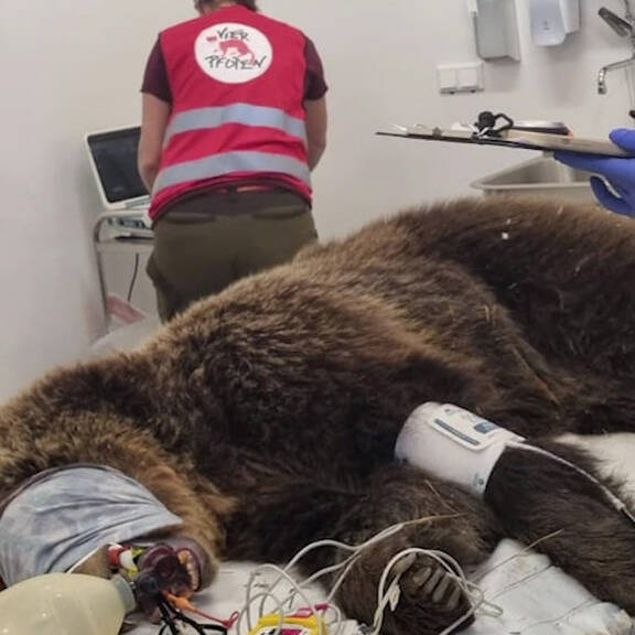 Spielen im Schnee: Bärin Mici im neuen zu Hause in NÖ