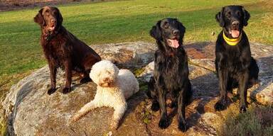 51d4eb34-0d52-40c9-ab90-40e3b8ad997f.jfif