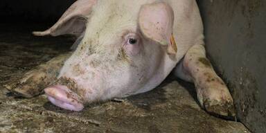 Schock-Fund: Tote Tiere, Schweine abgenommen