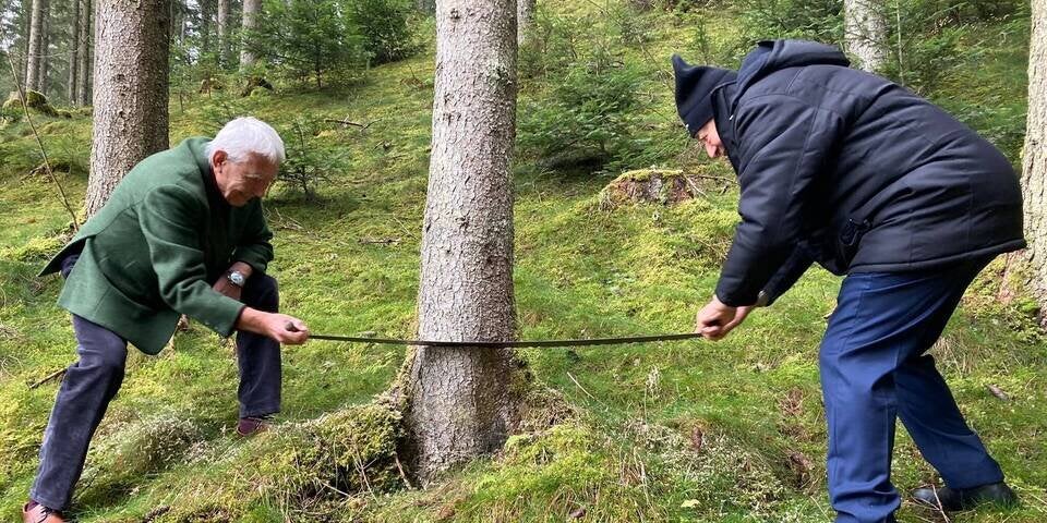 Lugner sägt Christbaum