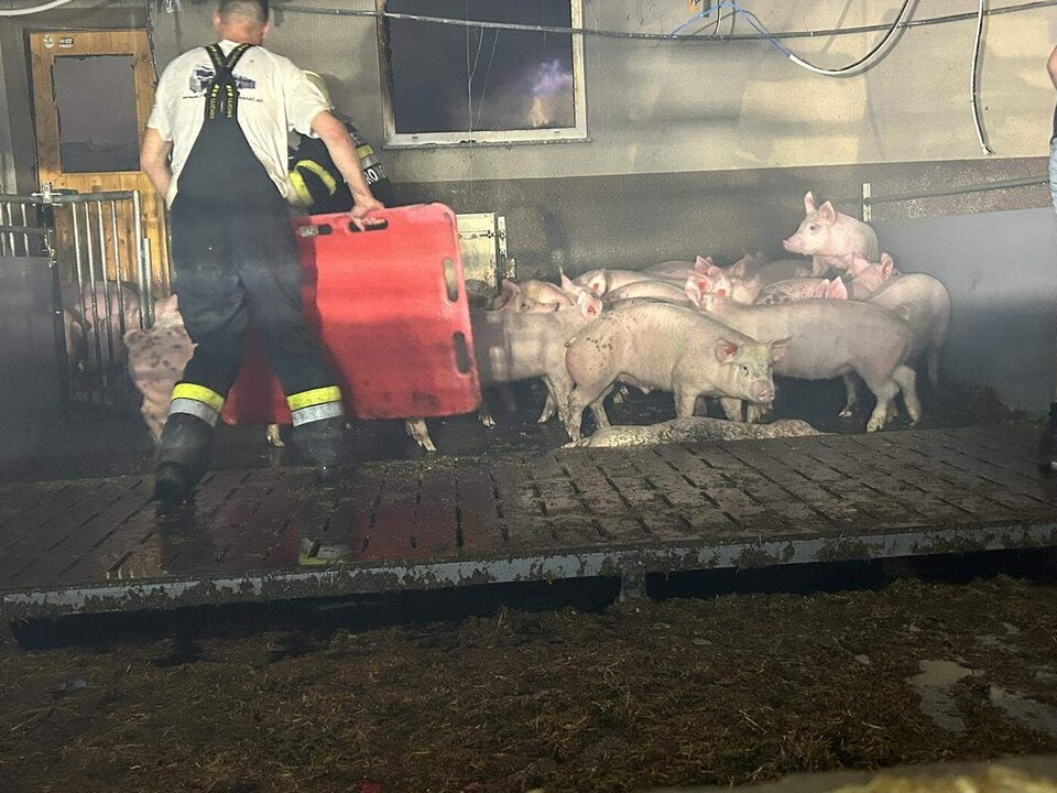 gerettete Schweine