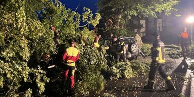 Linde st&uuml;rzte um