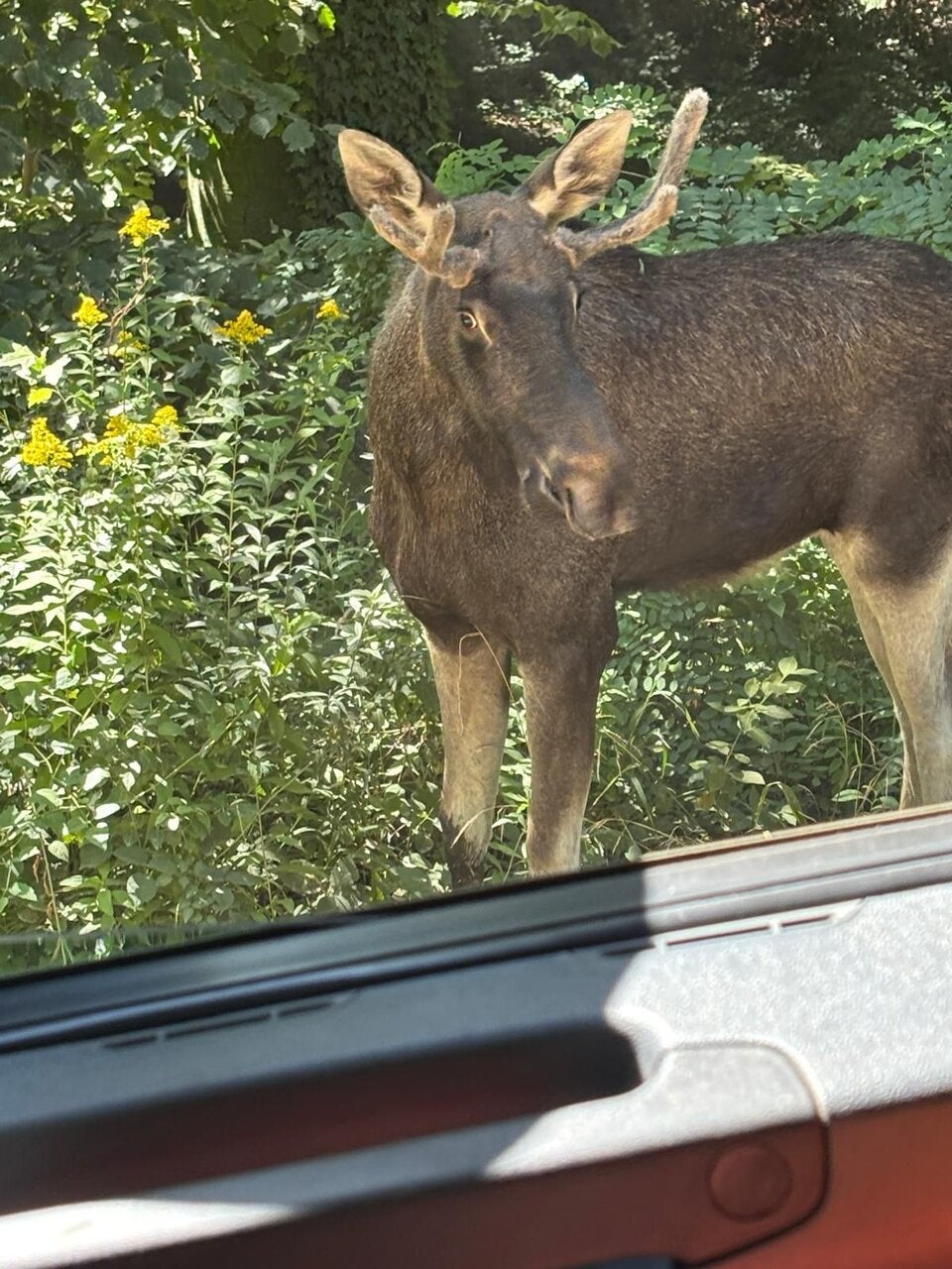 Emil in Greifenstein