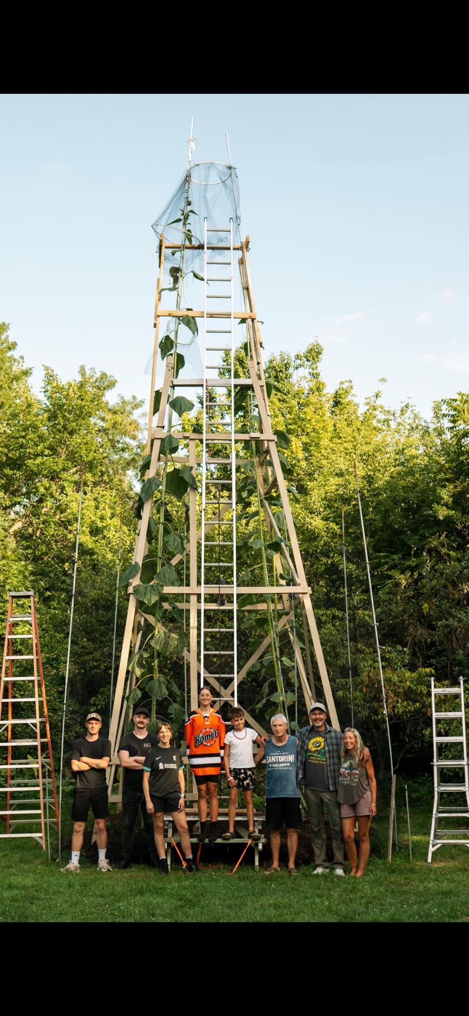 Die Rekord-Sonnenblume von Alex Babich ragt über 10 Meter in den Himmel.