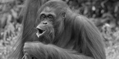 Tiergarten Sch&ouml;nbrunn trauert um Orang-Utan-Weibchen