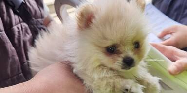 Hund und Katzen gerettet