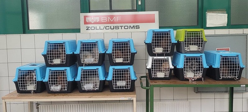 Hund und Katzen gerettet