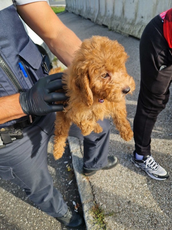 Hund und Katzen gerettet