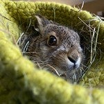 Negativ-Rekord: immer mehr Tiere brauchen Hilfe